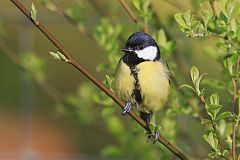 Great Tit